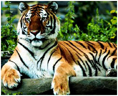 Royal Bengal Tiger