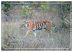 Tiger in Bandhavgarh national park