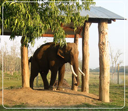 Royal Chitwan National Park