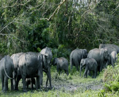 Elephants in Kaziranga