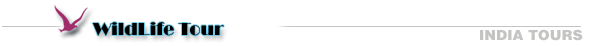 Wild Life Tour