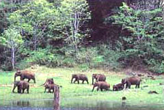 wild-life -Thekkady